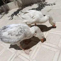 غاز
