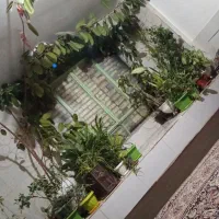 گل گلخانهای
