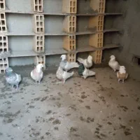 چند عدد کفتر طوقی کله دار|پرنده|کبودرآهنگ, |دیوار