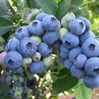 نهالستان مهندس قاسمی تولید کننده انواع نهال|خدمات باغبانی و درختکاری|آبش احمد, |دیوار