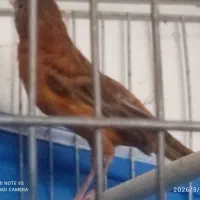 قناری نرسوخته سینه سرخ.شهرضا