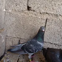 جوجه پلاکی درجه 1|پرنده|بوشهر, |دیوار