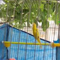 قناری یک سر جیور
