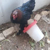 چند مرغ برهمایی وپاپری جهت فروش|حیوانات مزرعه|پاسارگاد, |دیوار