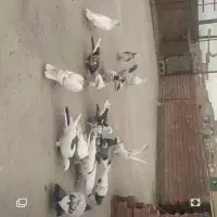 کبوتر