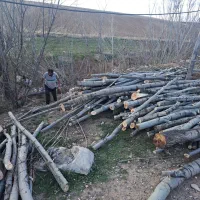 خرید چوب ودرخت|خدمات باغبانی و درختکاری|خرم‌آباد, |دیوار