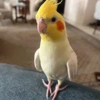 عروس هلندی گم‌شده پیروزی