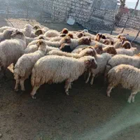 فروش بره شیری و بره بزرگ|حیوانات مزرعه|بدره, |دیوار