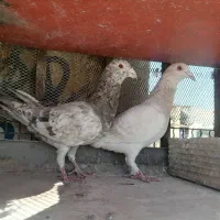 کبوتر رنگی و دورگ