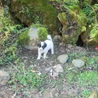 سگ شکاری مخصوص گراز