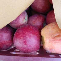 سیب درج یک|خوردنی و آشامیدنی|آباده, |دیوار