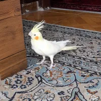 فروشی|پرنده|شیراز, شهرک بهار|دیوار