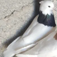 کبوتر ۲۵۰