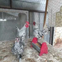 مرغ و خروس مینیاتوری سیبرایت