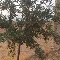 فروش باغ ۸۰۰ متری|فروش زمین و ملک کلنگی|قزوین, |دیوار