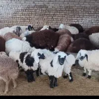 مرکزفروش گوسفندی زنده بره نذری عقیقه لاله زینبیه|حیوانات مزرعه|اصفهان, دارک|دیوار