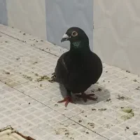 کبوتر اسپورت