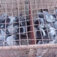 28عدد پلاکی درجه یک|پرنده|اهواز, شریعتی جنوبی|دیوار