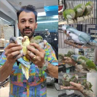 انواع طوطی راهب کواکر پنجمین طوطی سخنگوی دنیا دستی|پرنده|تهران, دردشت|دیوار