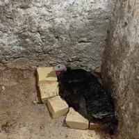 بوقلمون ماده کرچ/مرغ گلین پنگوئنی ۲ عدد