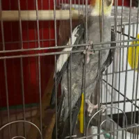 تلفن نیه عروس هلندیه