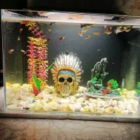 آکواریوم سانپ دار