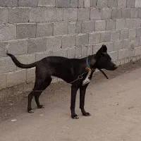 سگ‌گریت‌دین|سگ|رشت, لاکان|دیوار