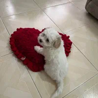 سگ بیچون فرازی