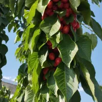 زمین کشاورزی|فروش دفتر صنعتی، کشاورزی، تجاری|سنندج, |دیوار