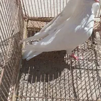 کبوتر پرشتی|پرنده|اشترینان, |دیوار