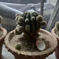 کاکتوس|گل و گیاه طبیعی|مراغه, |دیوار