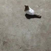 کبوتر سر تا زرد ماده فروشی