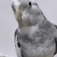 عروس هلندی نر|پرنده|مشگین شهر, |دیوار