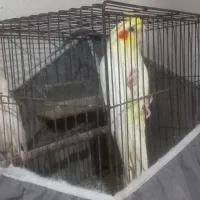 عروس هلندی لوتینو