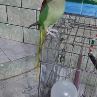 شاه طوطی ماده دو ساله|پرنده|شوش, |دیوار