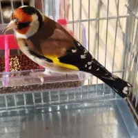 سهره جفتی قناری کت بازکن