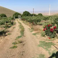 باغ محصور ومثمر گیوی خلخال