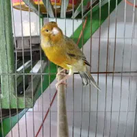 قناری نرمست،