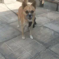 سگ گم شدع|سگ|کهنوج, |دیوار