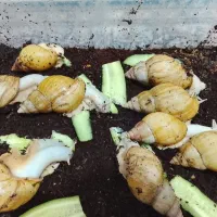 فروش حلزون اچاتینا برای پرورش