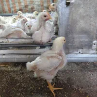 اکبر جوجه ارگانیک