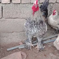 خروس امپراتور/برهما|حیوانات مزرعه|قائم‌شهر, |دیوار