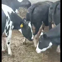کارگرجهت کاردرگاوداری