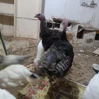 چهارتا بقلمون ماده ۹ماهه