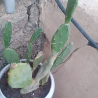 گل کاکتوس|گل و گیاه طبیعی|بوکان, |دیوار