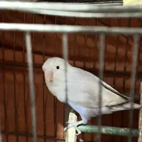 عروس هلندی|پرنده|گرگان, |دیوار