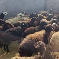 فروش میش آبستن جوان|حیوانات مزرعه|کمیجان, |دیوار