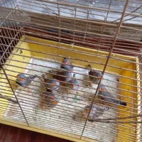 فنچ|پرنده|گرگان, |دیوار