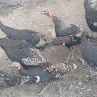 بوقلمون نر و ماده یکساله