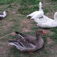 غازمحلی نروماده|حیوانات مزرعه|سیاهکل, |دیوار